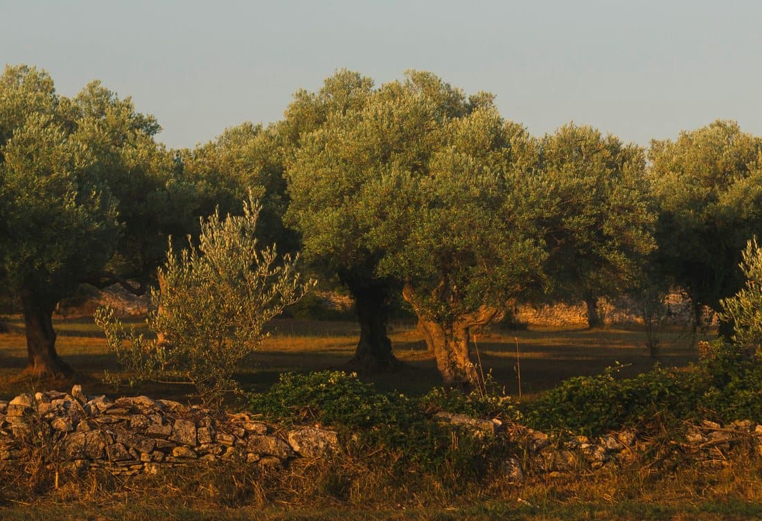 Olive grove at golden hour
