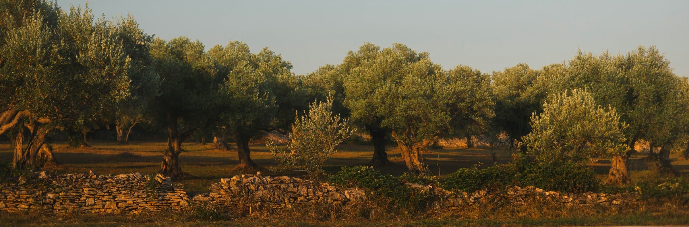 Olive grove at golden hour